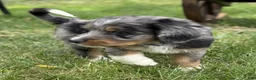 Bernedoodle dogs for sale: Copper - Ad 3