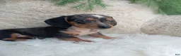 Dachshund dogs for sale: Mia - Ad 3