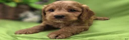 Cockapoo dogs for sale: Versace - Ad 6