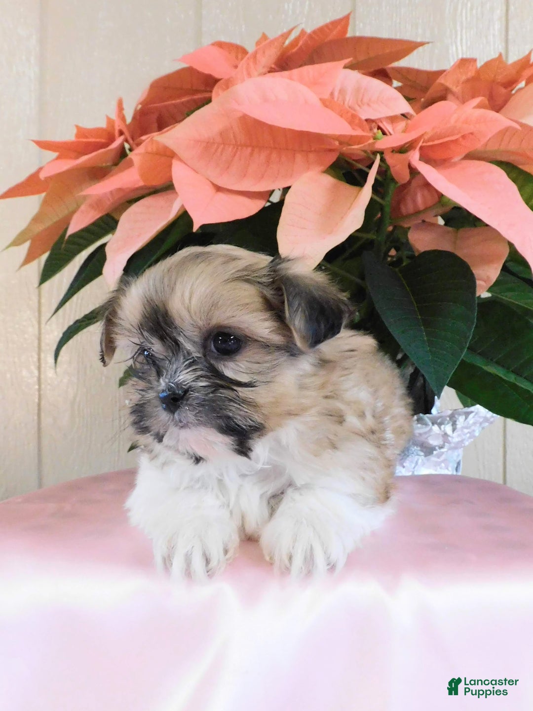 Teddy Bear dogs for sale: Oakley  - Ad 3