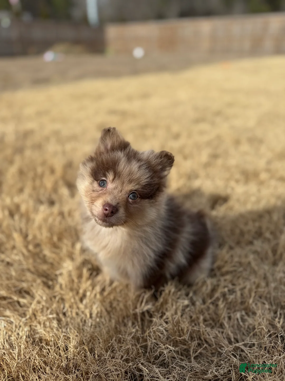 Mixed Breed dogs for sale: Nakoa - Ad 1