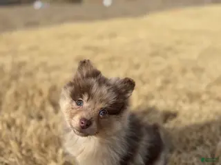 Mixed Breed dogs Nakoa - Ad 3