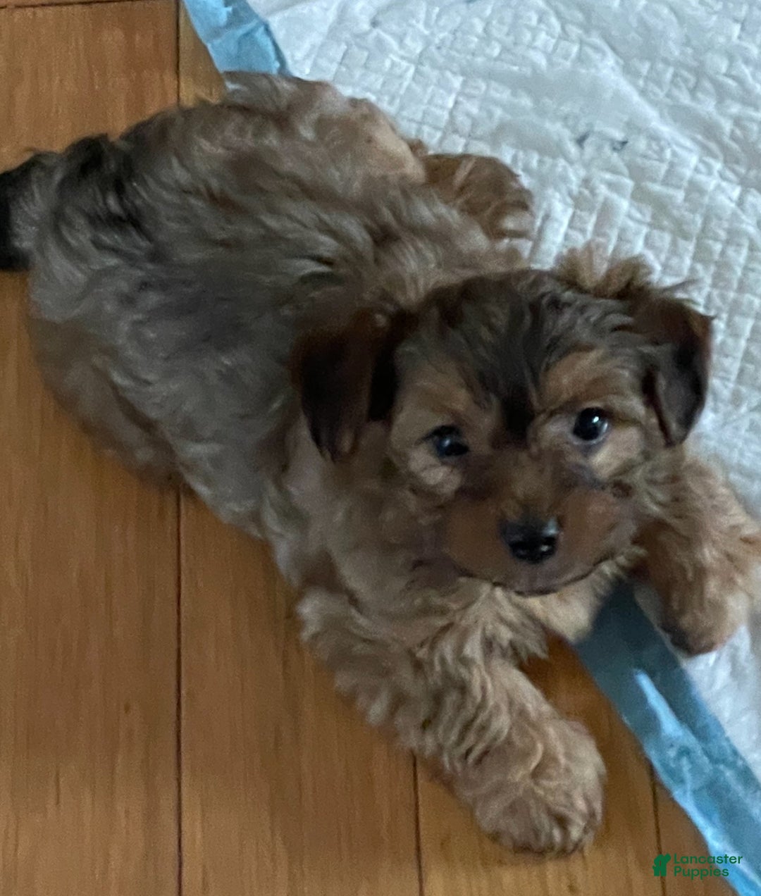 Yorkshire Terrier dogs for sale: Pet  3 - Ad 2