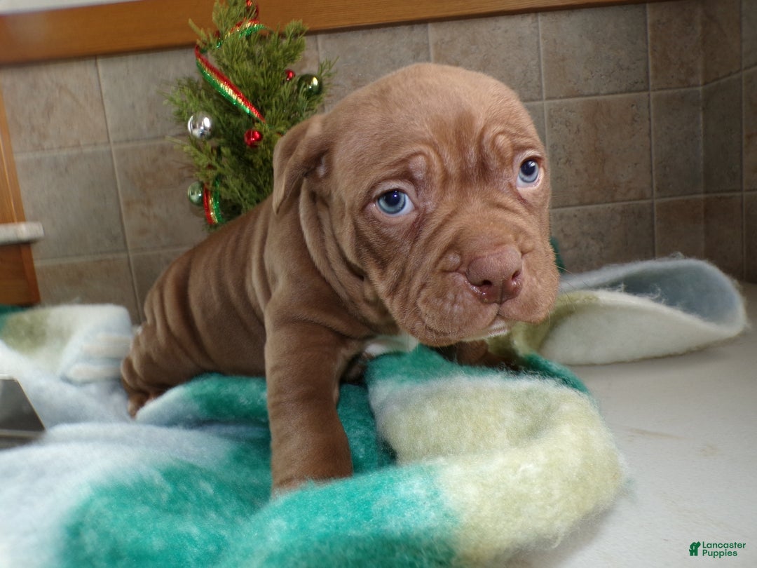 American Bully dogs for sale: American Bully Puppy 3 Brick - Ad 3