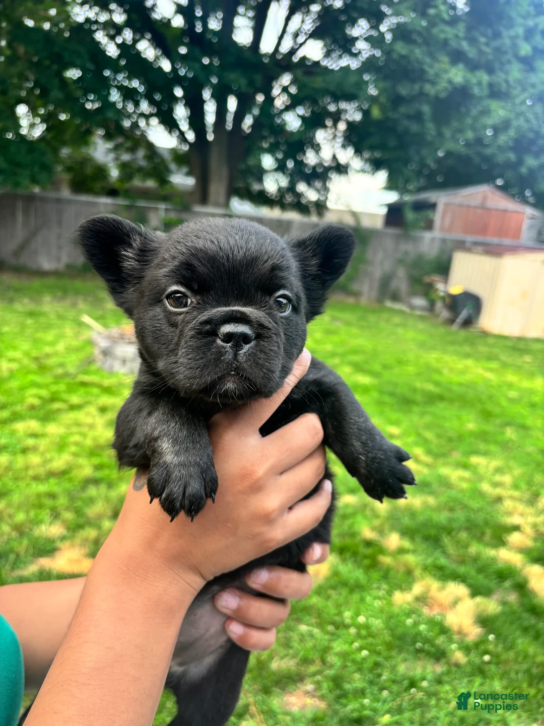 French Bulldog dogs for sale: Fluffy French bulldog  - Ad 1