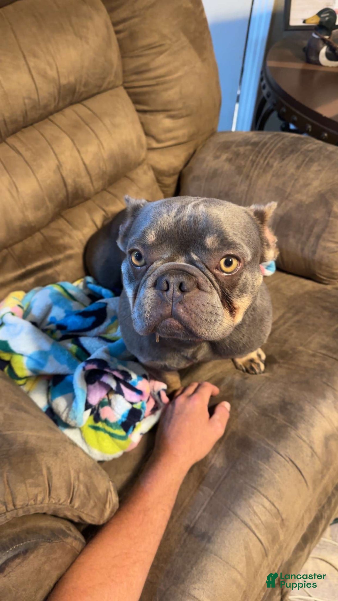 French Bulldog dogs Trigger - Ad 2