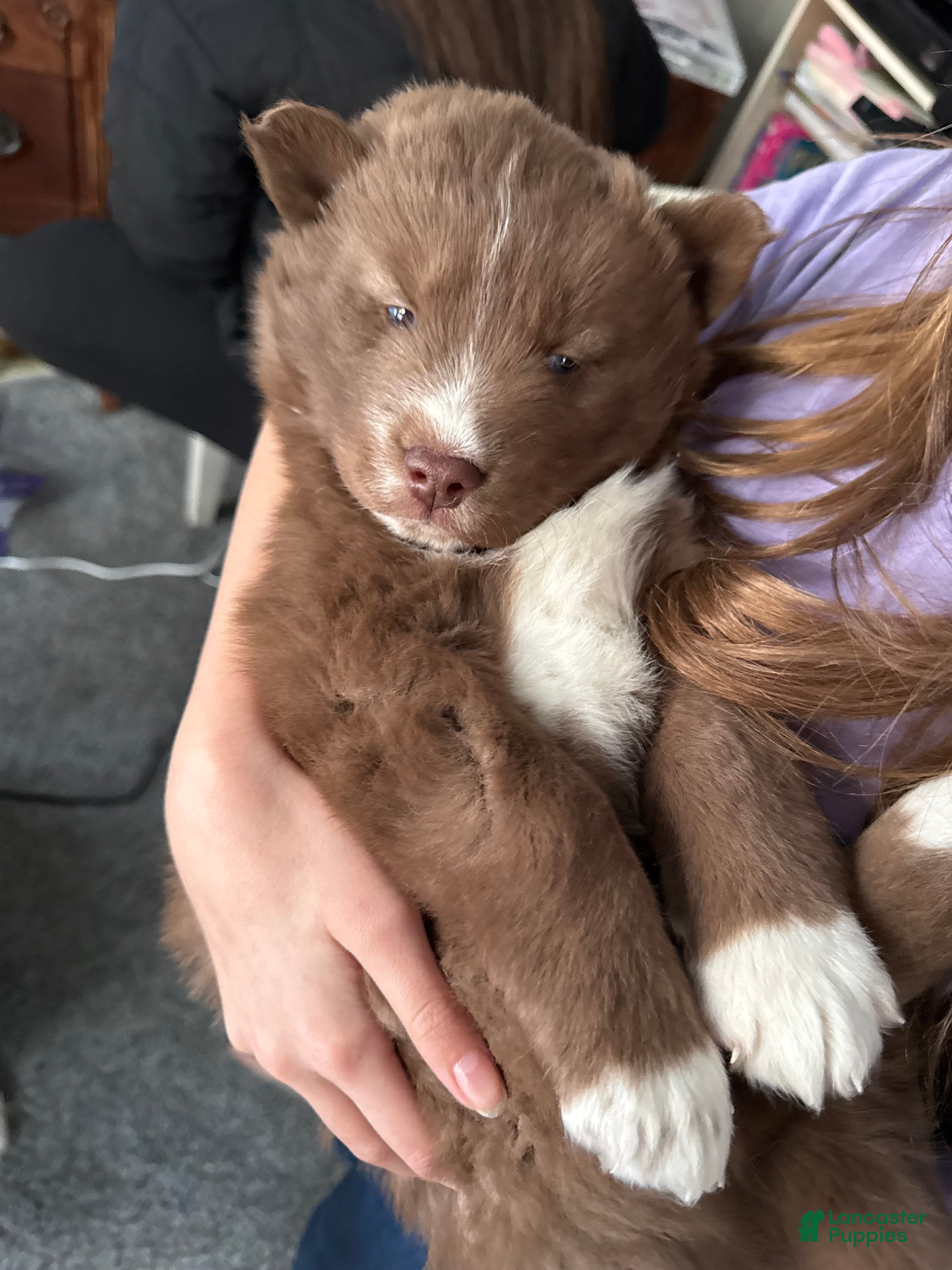 Siberian Husky dogs Snickerdoodle - Ad 40