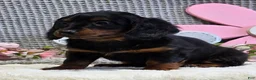 Miniature Dachshund dogs for sale: Emma - Ad 5