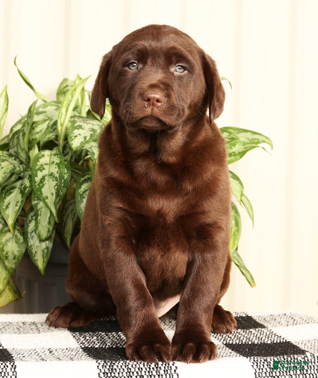 Labrador Retriever dogs for sale: Belle - Ad 7