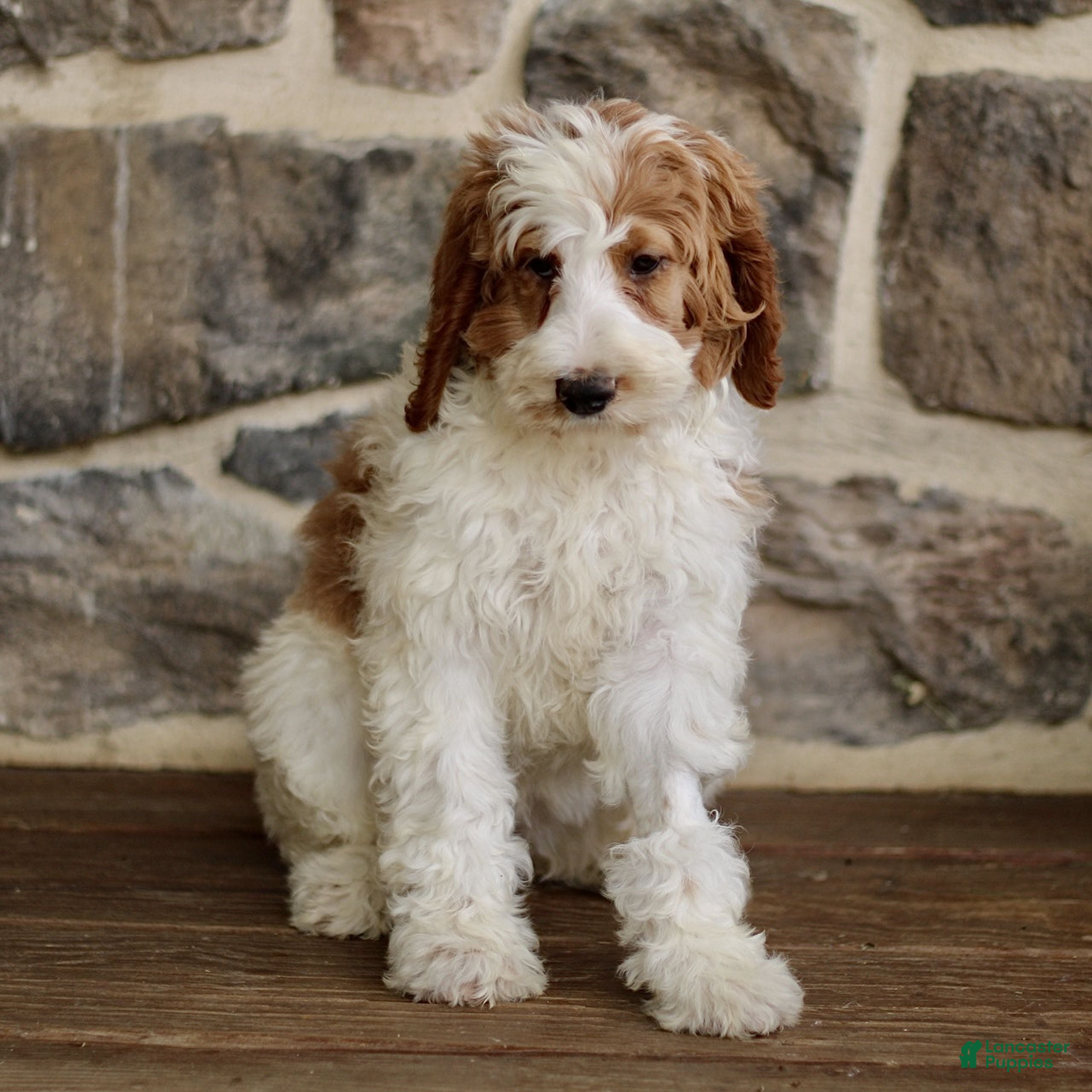 Goldendoodle dogs Josie - Ad 1