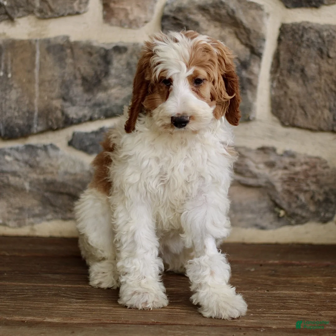 Goldendoodle dogs for sale: Josie - Ad 1