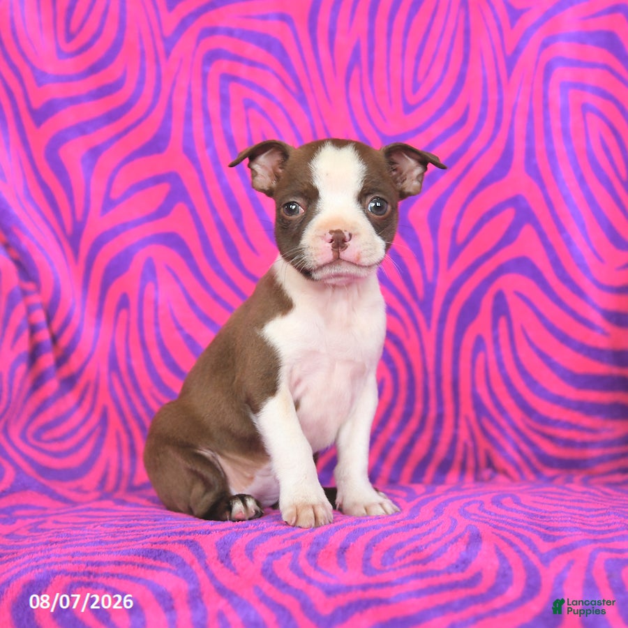 Boston Terrier dogs Lottie - Ad 2