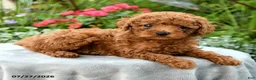 Toy Poodle dogs for sale: Tara - Ad 5