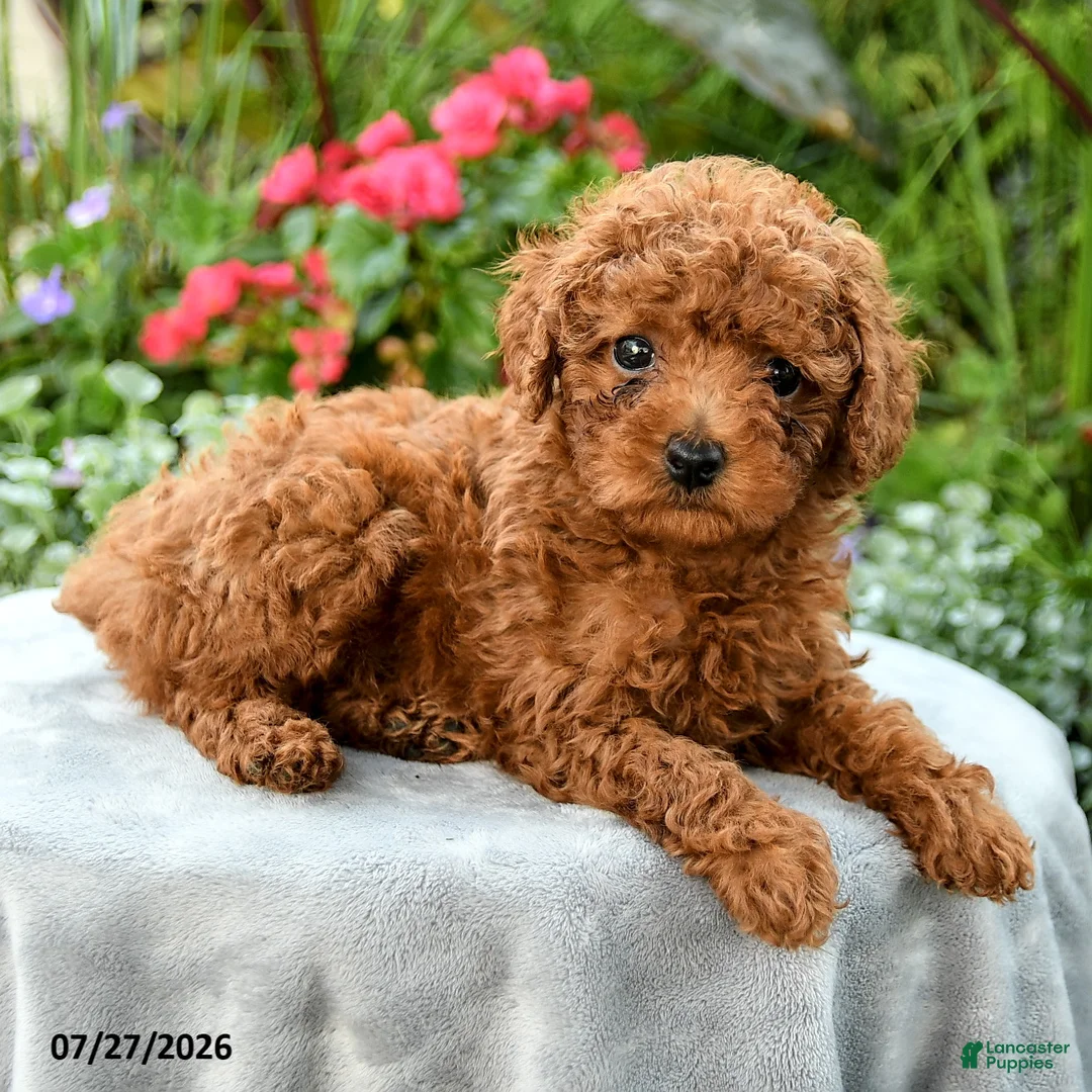 Toy Poodle dogs for sale: Tara - Ad 5