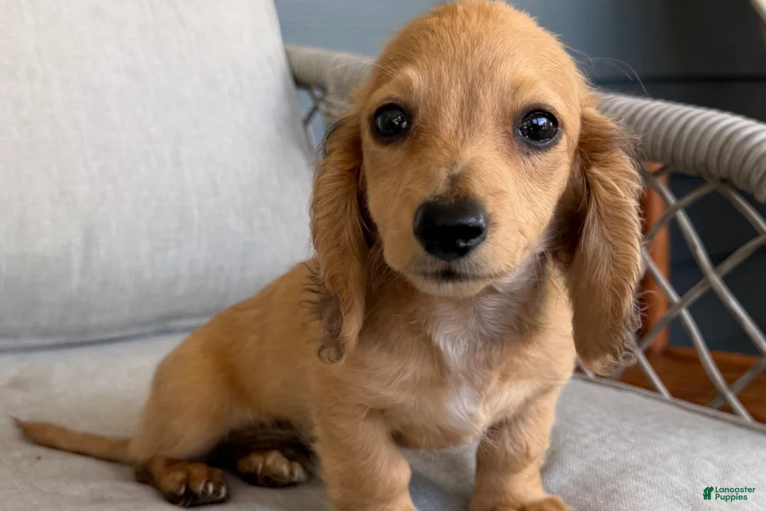 Miniature Dachshund dogs for sale: Suede - Ad 2