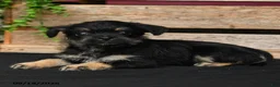 Mixed Breed dogs for sale: Bruno - Ad 4
