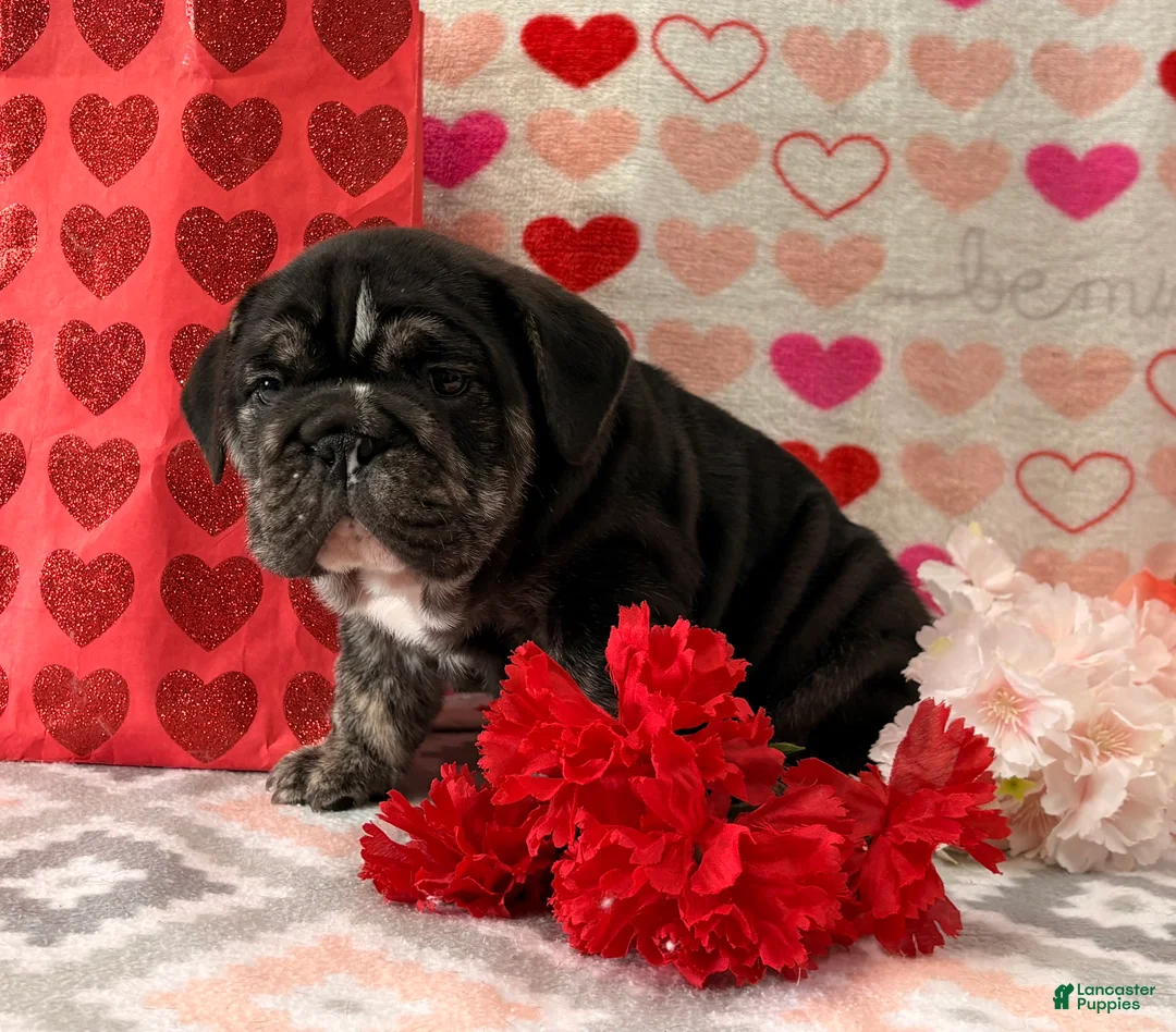 English Bulldog dogs for sale: Snickers  - Ad 2