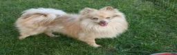 Pomeranian dogs for sale: Pomeranian 3 - Ad 7