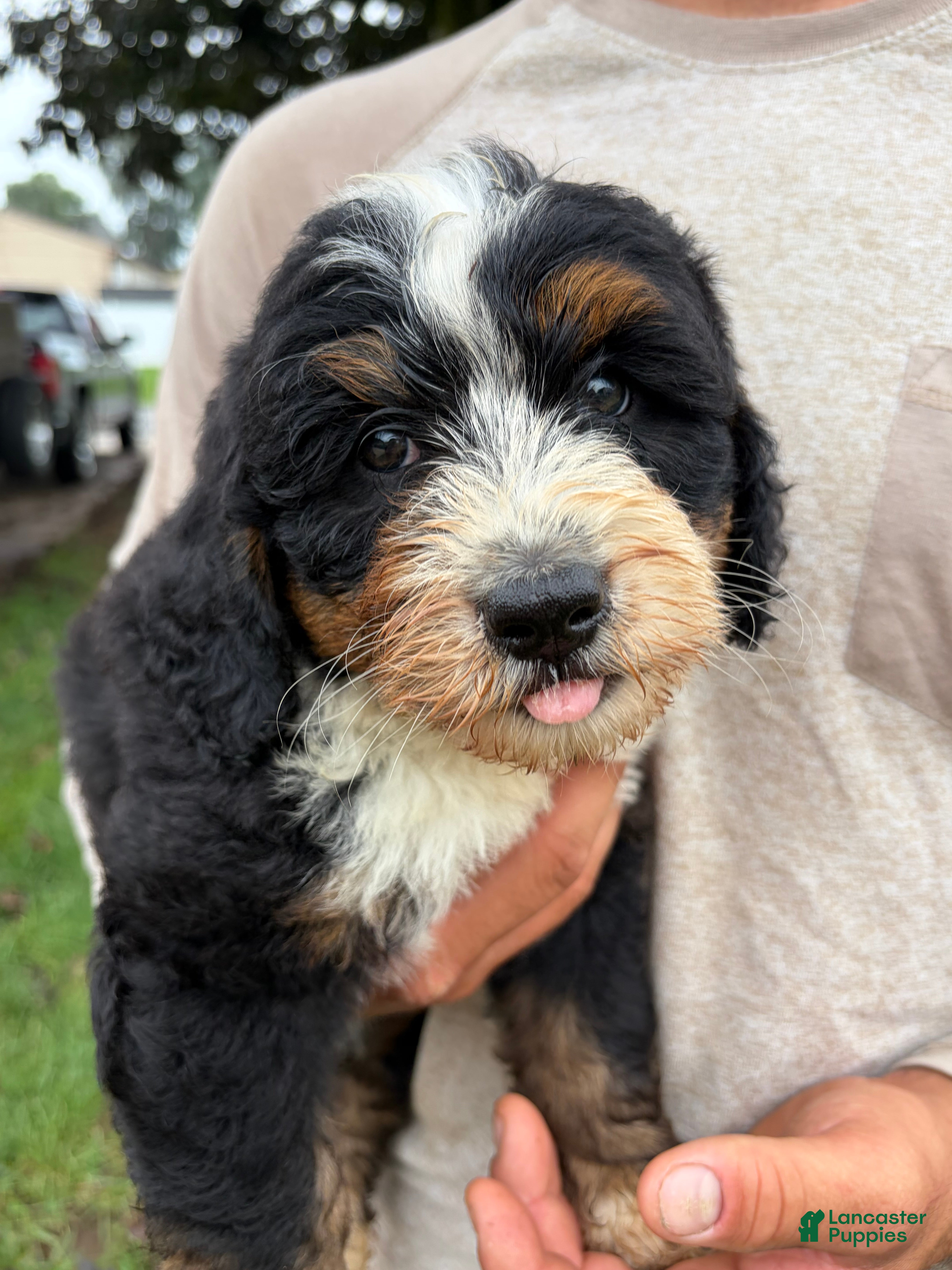 Mini Bernedoodle dogs Benny - Ad 2