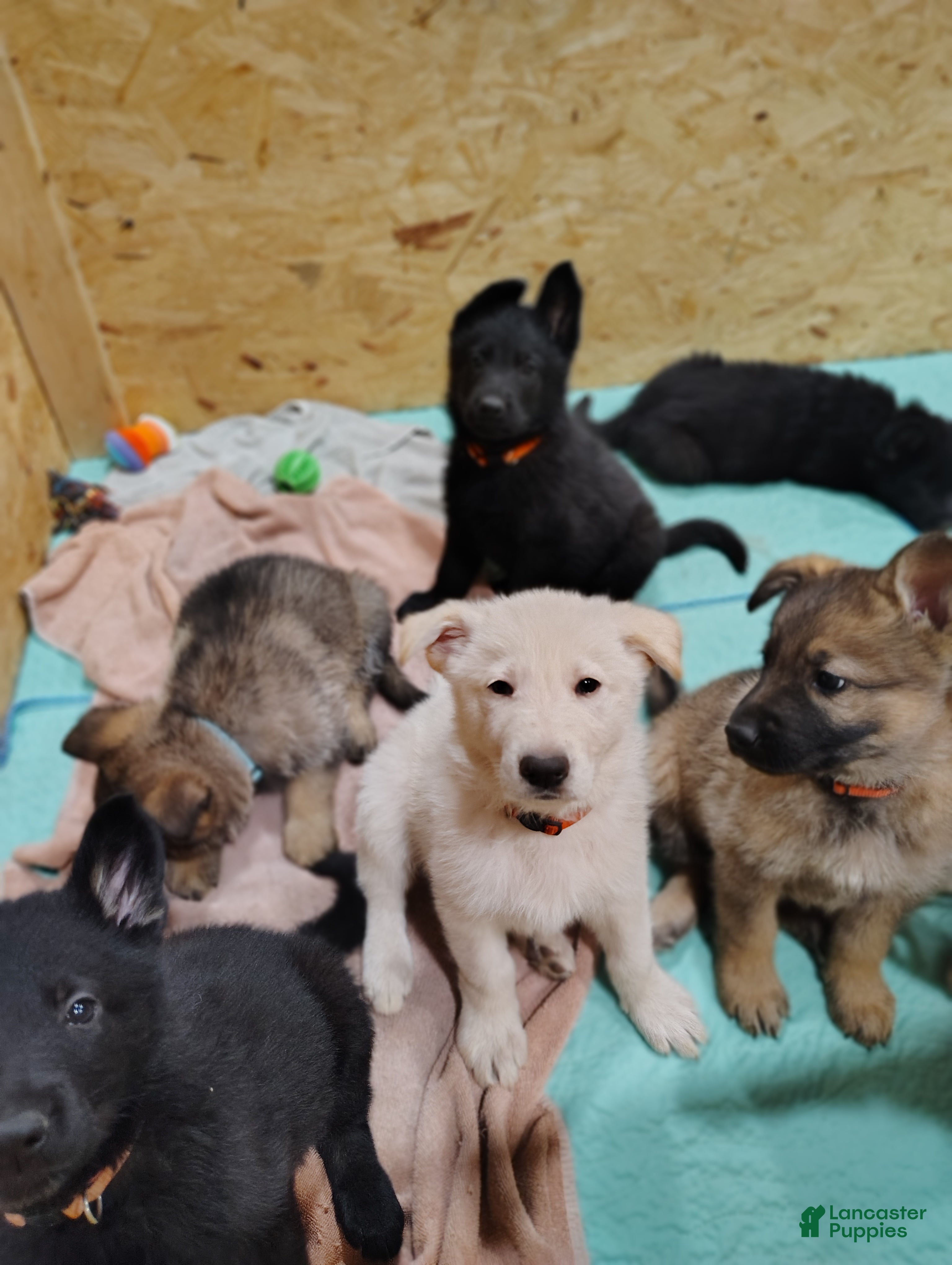 German Shepherd dogs Elsa - Ad 2