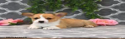 Welsh Corgi Pembroke dogs for sale: King - Ad 5