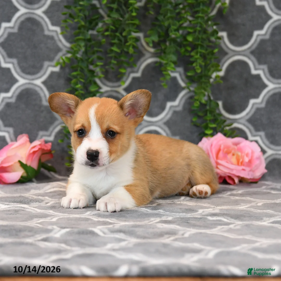 Welsh Corgi Pembroke dogs for sale: King - Ad 5