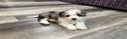 Aussiedoodle dogs for sale: Conley - Ad 4