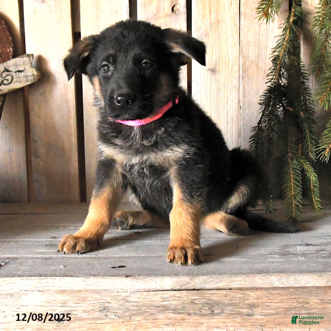 German Shepherd dogs for sale: Shelby - Ad 2