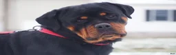Rottweiler dogs for sale: Destiny  - Ad 9