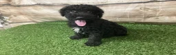 Kerry Blue Terrier dogs for sale: Zeke - Ad 7