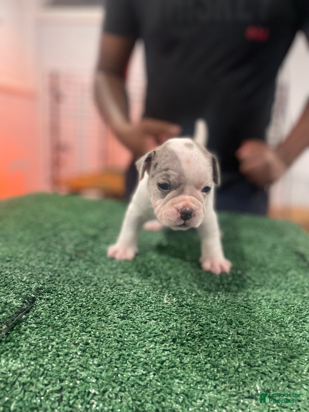 American Bully dogs for sale: American Bully Puppy 2 - Ad 3