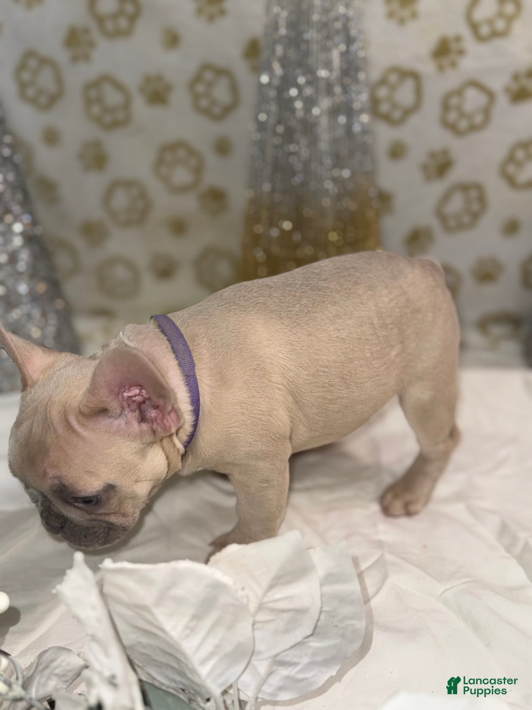 French Bulldog dogs for sale: Photon - Ad 3