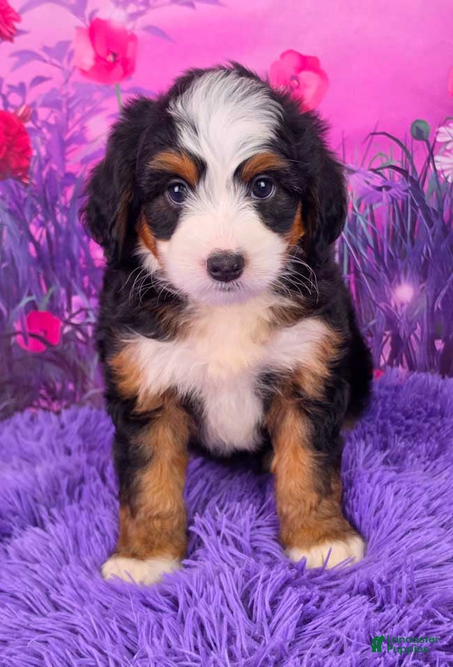 Mini Bernedoodle dogs Zara - Ad 1