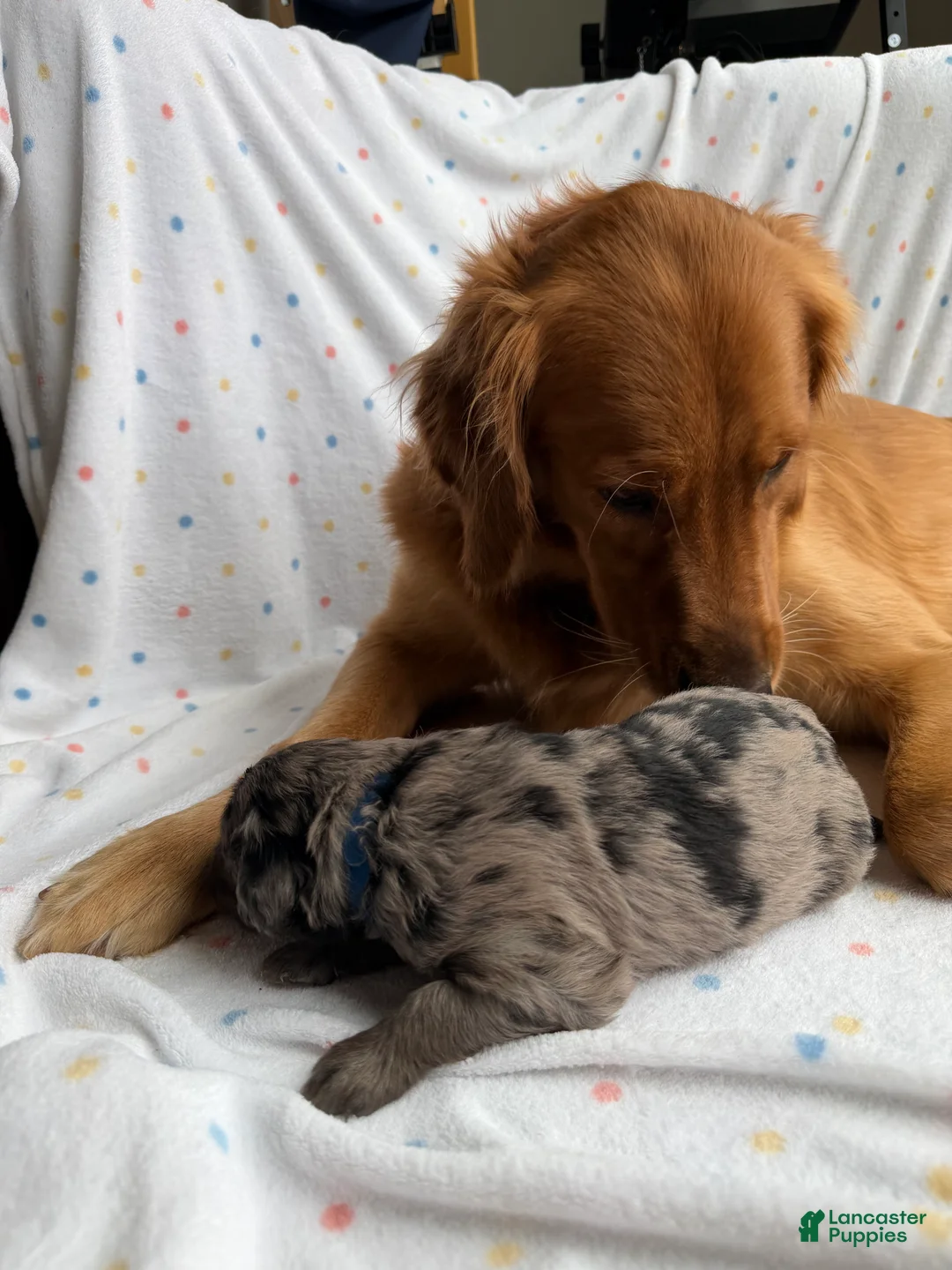 Mini Goldendoodle dogs for sale: Blue male, Goldendoodle 3 - Ad 2