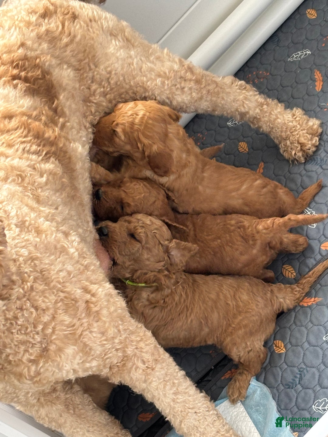 Goldendoodle dogs for sale: Goldendoodle Puppy 4 - Ad 8