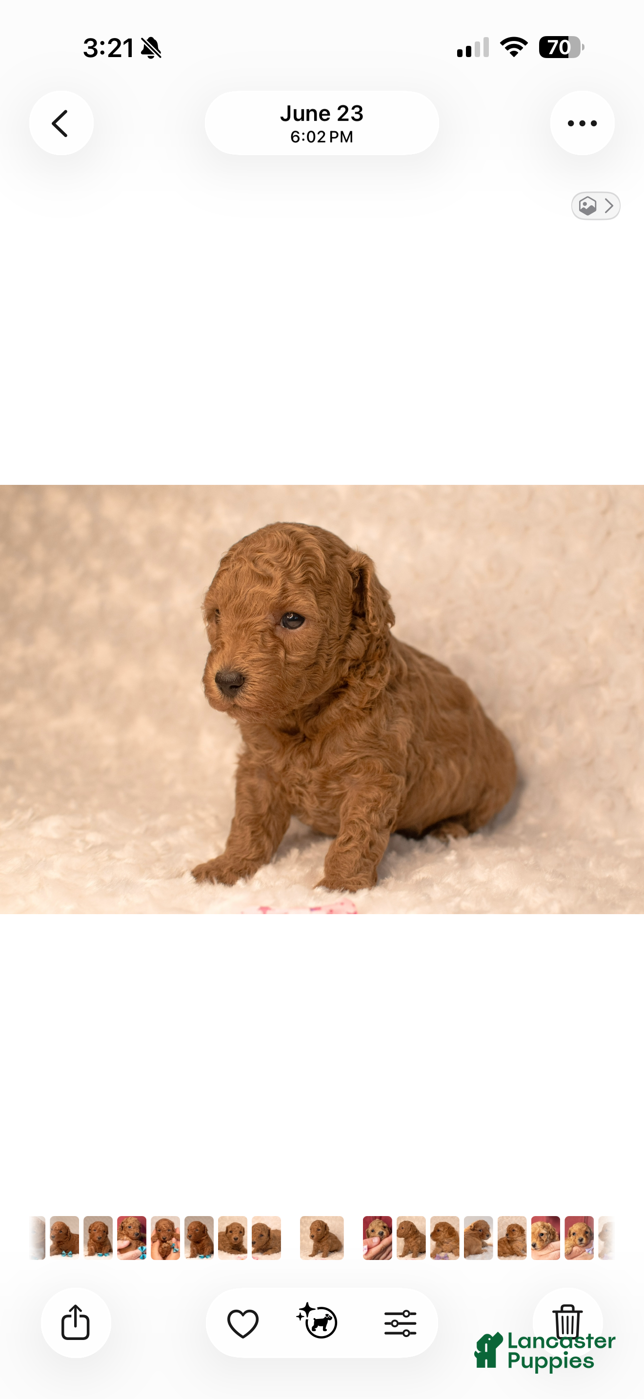 Toy Poodle dogs Toy Poodle 2 Cinnamon - Ad 1