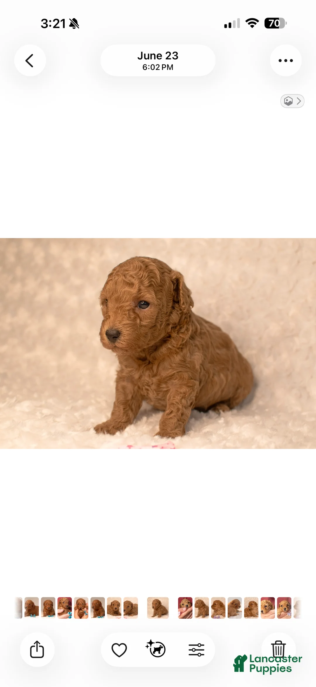 Toy Poodle dogs for sale: Toy Poodle 2 Cinnamon - Ad 1