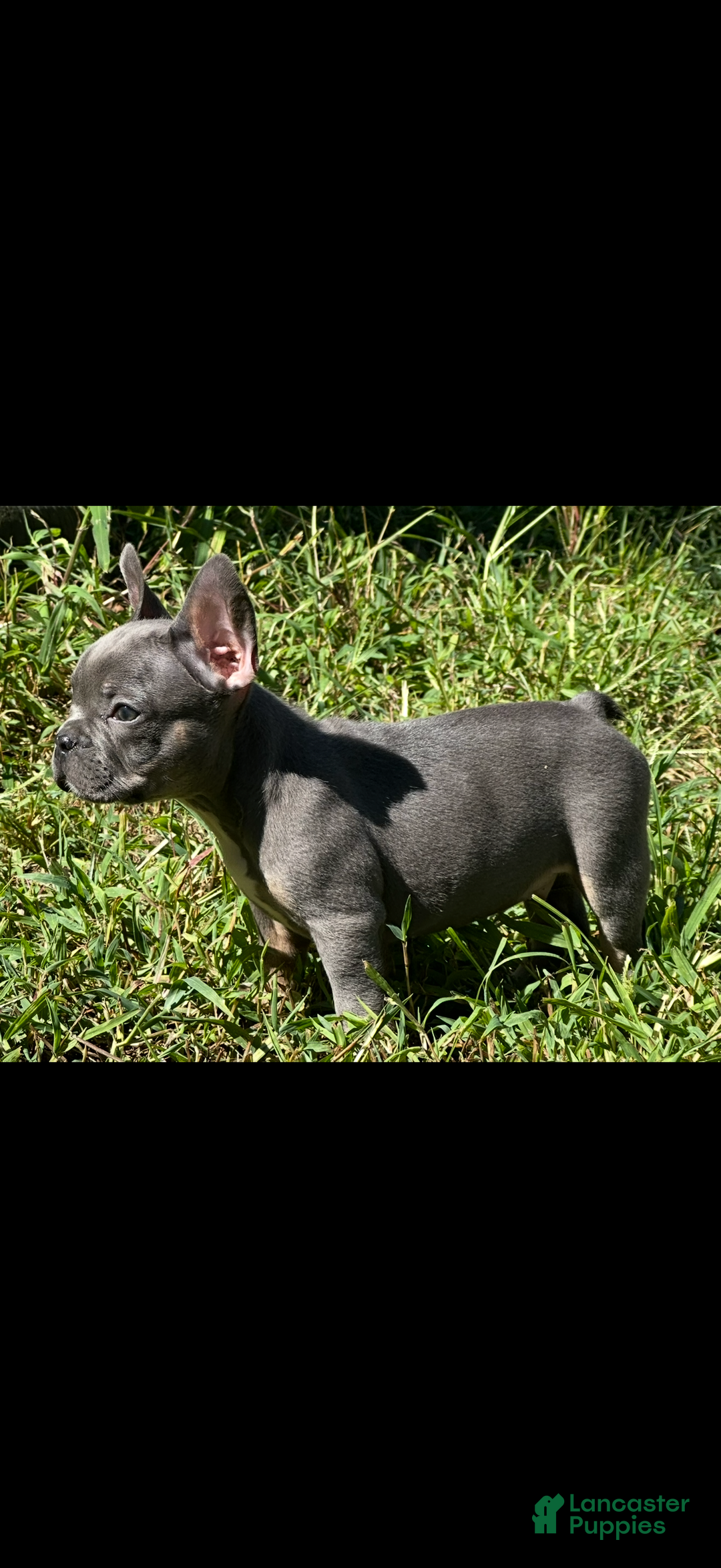 French Bulldog dogs for sale: French Bulldog Puppy 1 - Ad 3