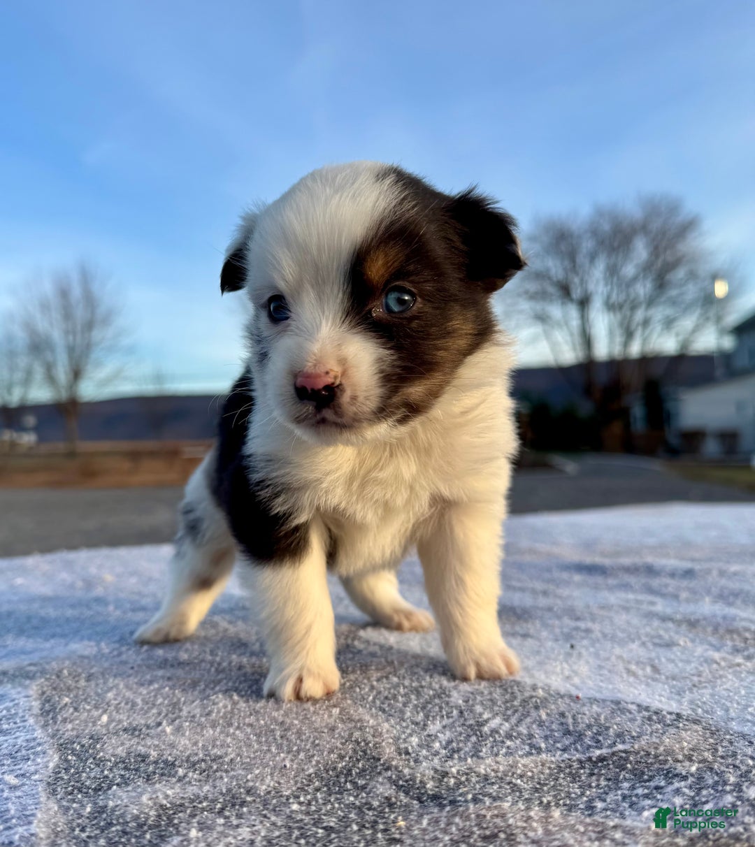 Miniature Australian Shepherd dogs for sale: Oakley - Ad 2