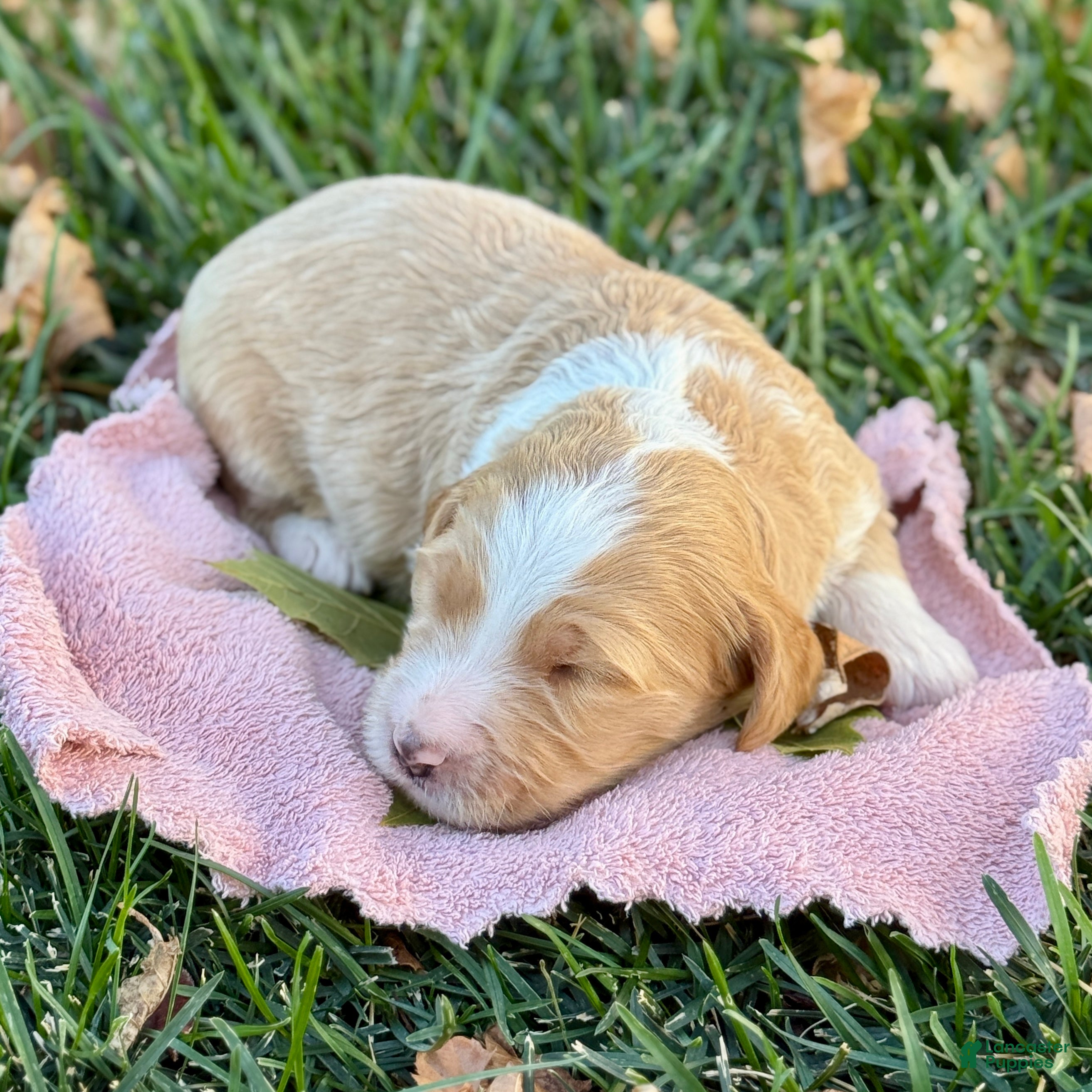 Bernedoodle dogs Autumn - Ad 1