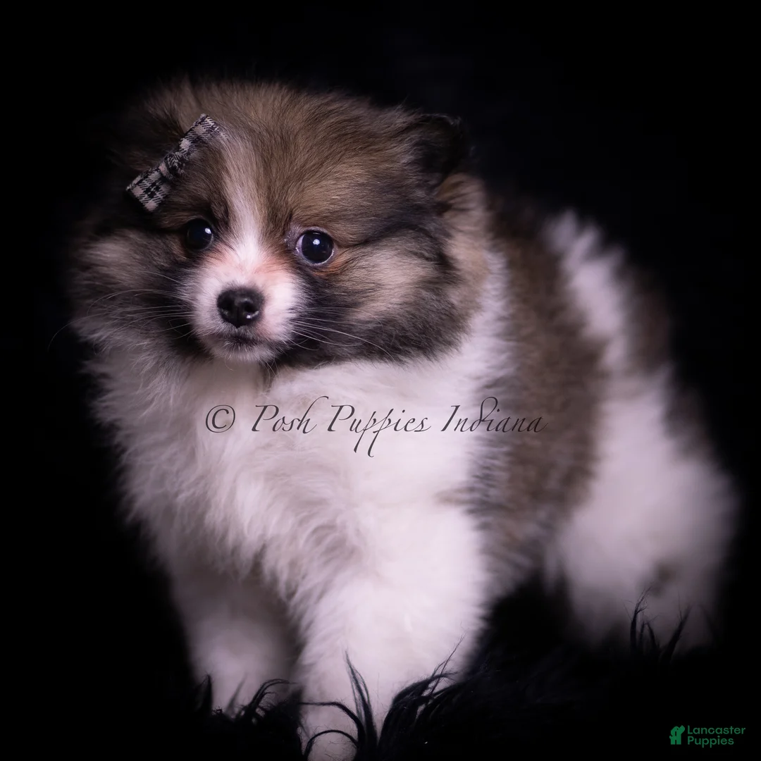 Pomeranian dogs for sale: Cuddles - Ad 5