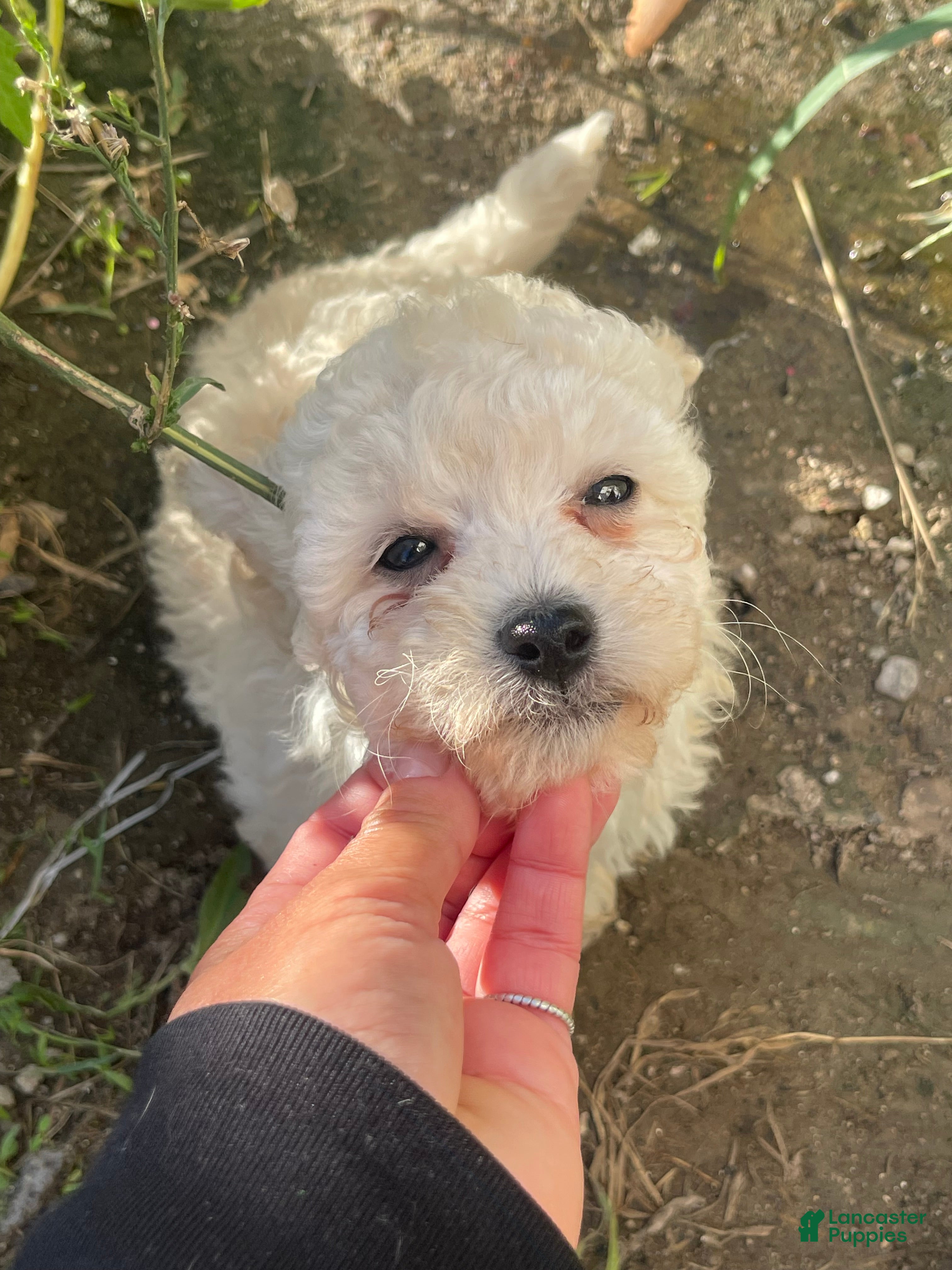 Mixed Breed dogs  Leo - Ad 2