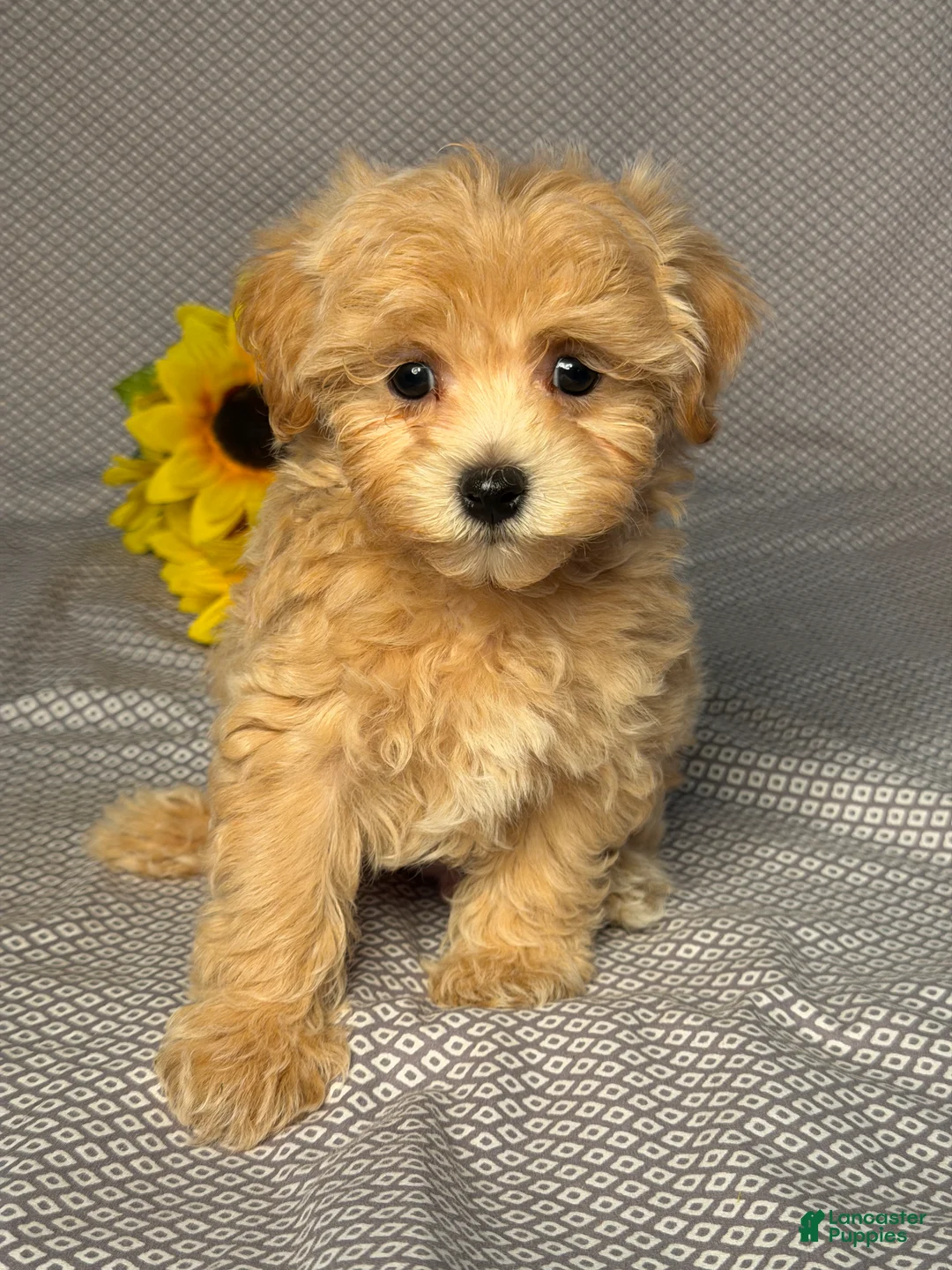 Maltipoo dogs for sale: Tyler - Ad 1