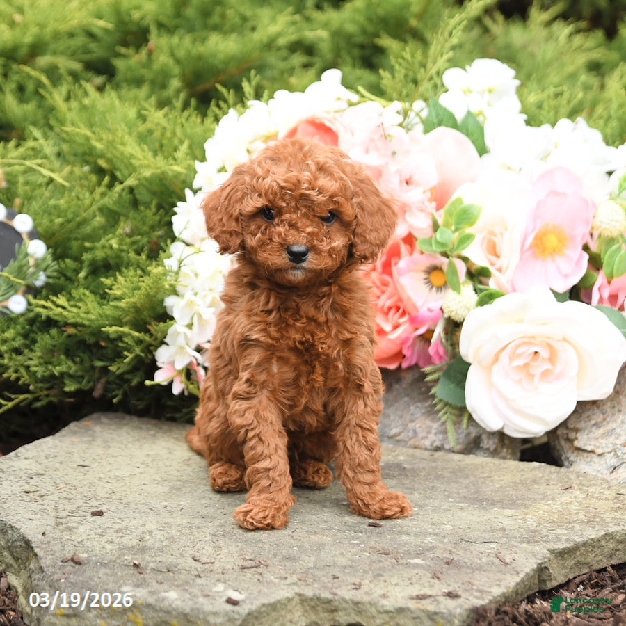 Mini Goldendoodle dogs Sawyer - Ad 1