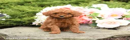 Mini Goldendoodle dogs for sale: Sawyer - Ad 1