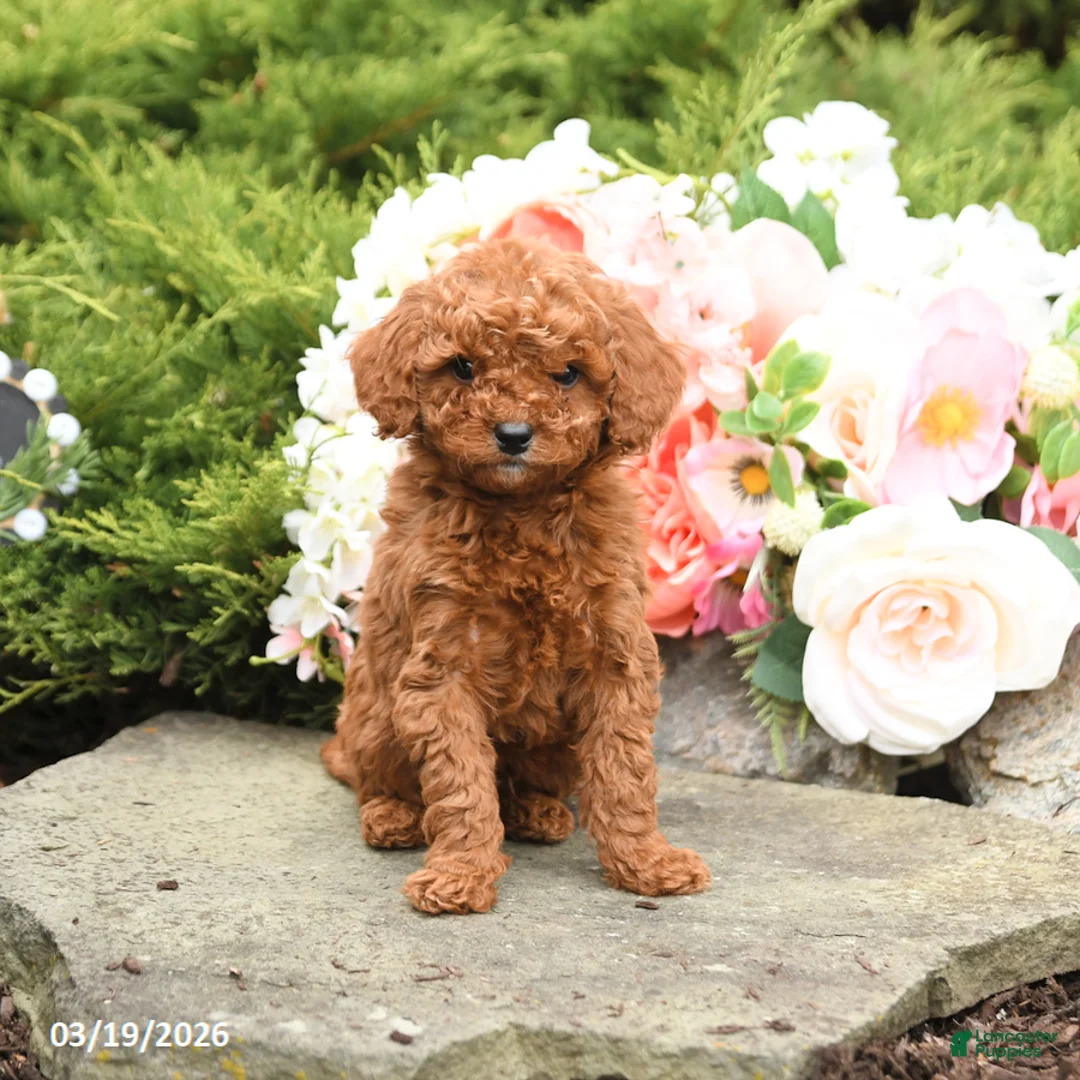 Mini Goldendoodle dogs for sale: Sawyer - Ad 1
