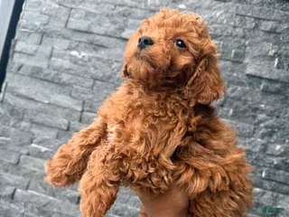 Toy Poodle dogs for sale: Alex - Ad 3