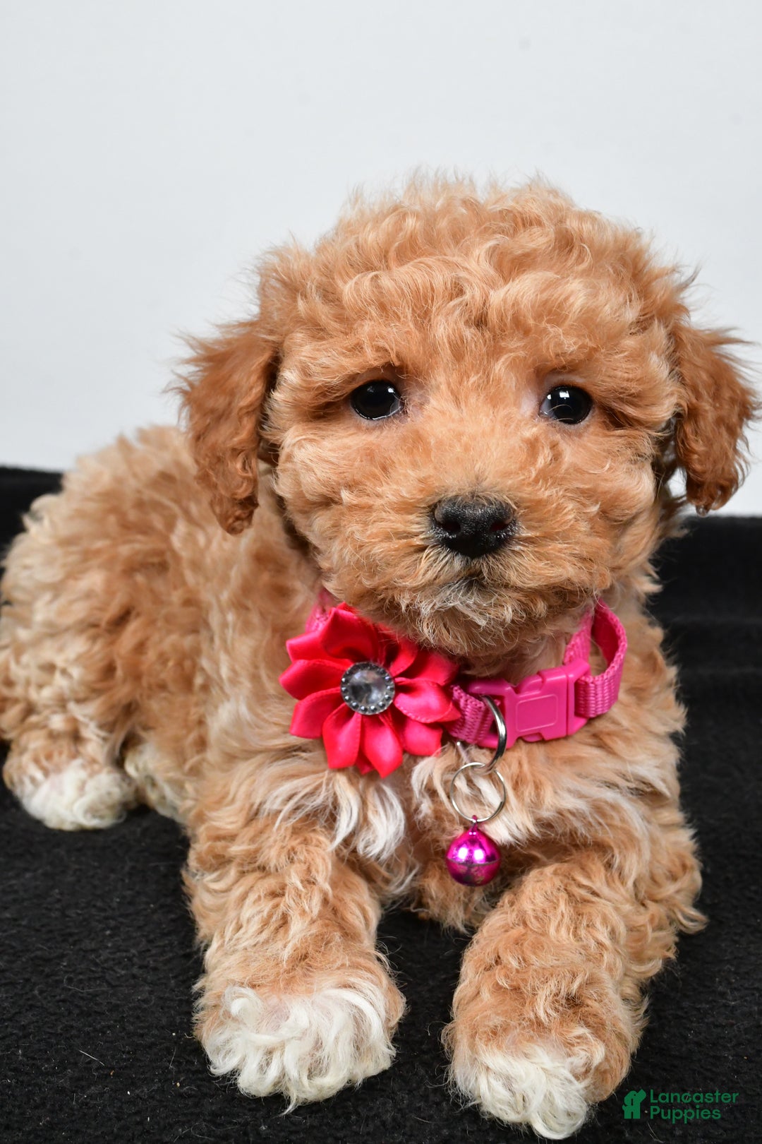 Maltipoo dogs for sale: Sally - Ad 4