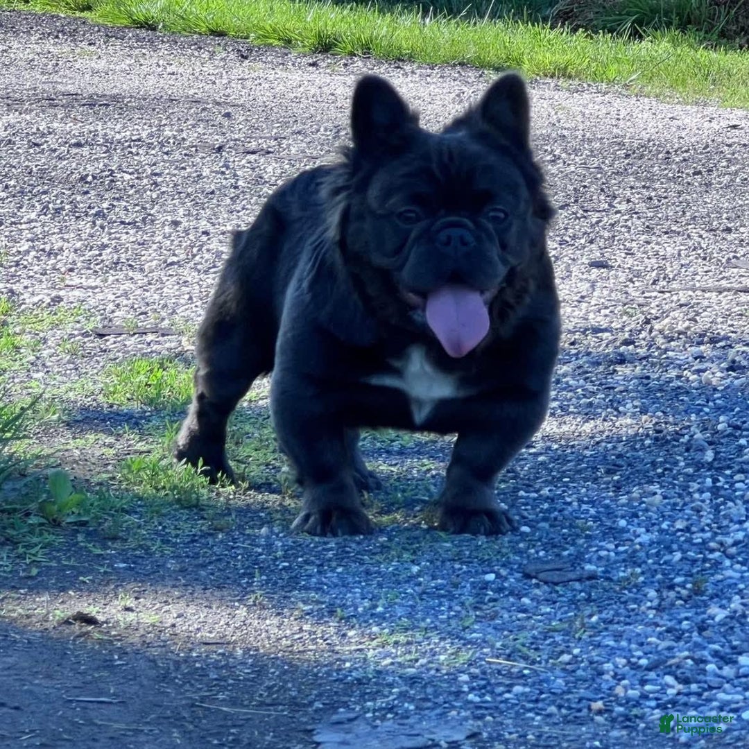 Gallery Image {{count}}