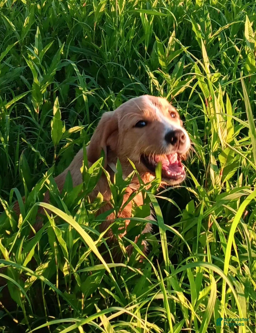Mixed Breed dogs Daffy - Ad 1